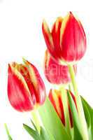 red tulips