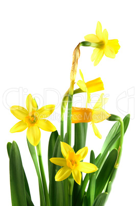 daffodils