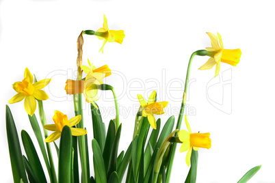 daffodils