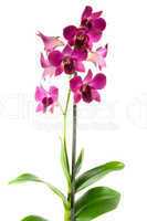 orchid