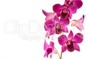 orchid in bloom