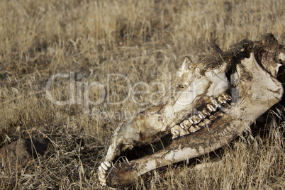 Deer or cow skull rotting