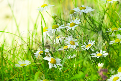 green meadow green meadow