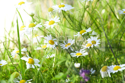 green meadow