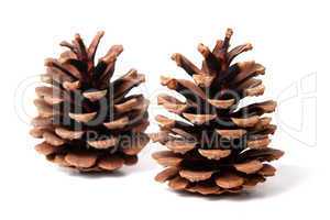 fir cones in detail