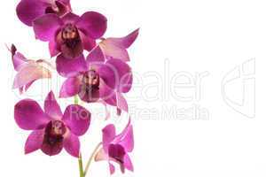 orchid in bloom