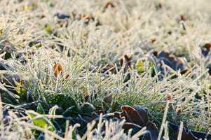 Gras mit Raureif - grass with hoarfrost 01