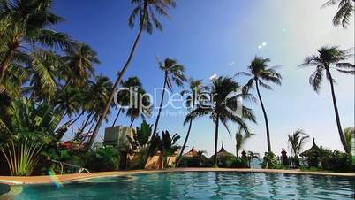 Swimming pool and palms loop