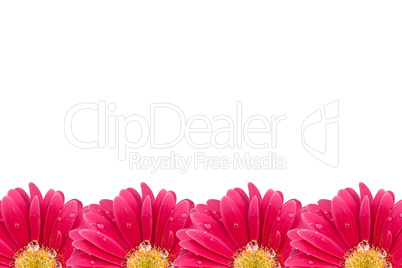 Blumenhintergrund pink Gerbera