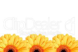 Hintergrund mit drei gelben Gerbera Blüten