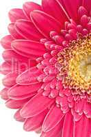 Nahaufnahme einer wunderschönen pinkfarbenen Gerbera Blüte