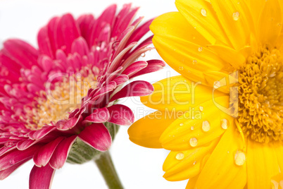 Zwei wunderschöne Gerbera Blüten mit Wassertropfen