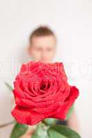 rote Rose und Mann unscharf im Hintergrund
