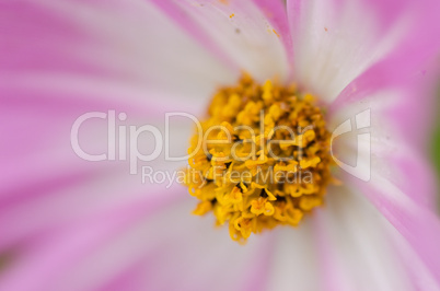 Detail of a cosmos flower