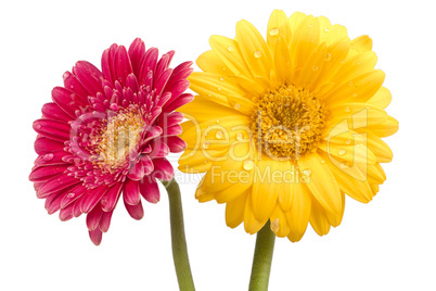 Zwei wunderschöne Gerbera Blüten mit Wassertropfen