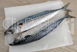 fresh mackerel