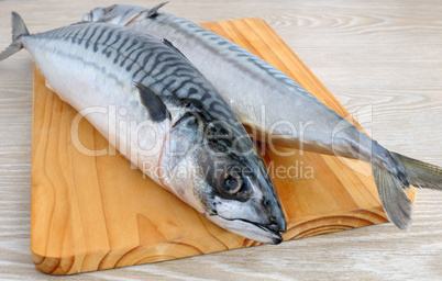 fresh mackerel