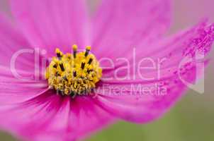 Pink cosmos flower