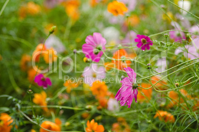 A field with fading cosmos flowers