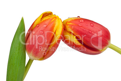 Zwei Tulpenblüten als Nahaufnahme