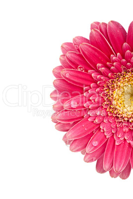 Nahaufnahme einer wunderschönen pinkfarbenen Gerbera Blüte