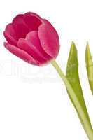 Einzelne lilafarbene Tulpe