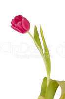 Frühlings Tulpe Pink