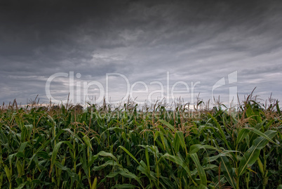 Maisfeld und Regenwolken