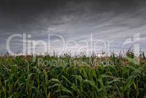 Maisfeld und Regenwolken