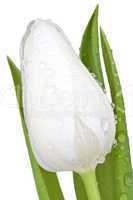 Nahaufnahme weiße Tulpenblüte