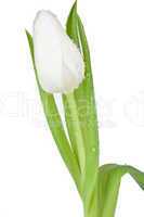 Taufrische weiße Tulpe