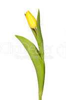 Einzelne gelbe Tulpe