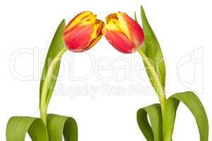 Zwei Tulpen zueinander geneigt