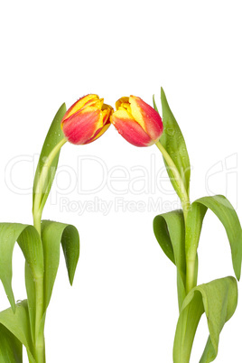 Zwei Tulpen zueinander geneigt
