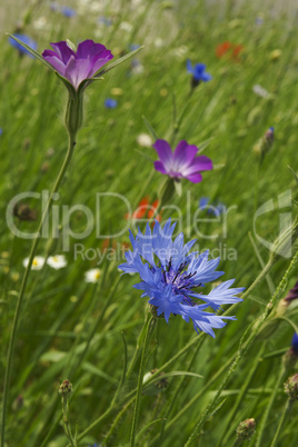 Blumenwiese