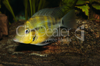 Gelber Feuermaulbuntbarsch (Thorichthys passionis) / Yellow Fire