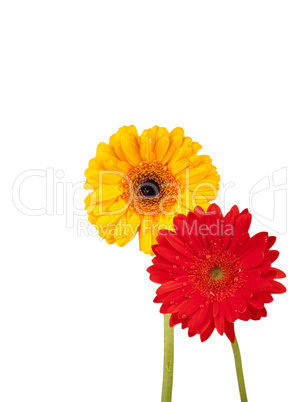 Zwei Gerbera Blüten mit Wassertropfen vor weißem Hintergrund