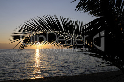 Palme bei Sonnenuntergang