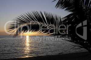 Palme bei Sonnenuntergang