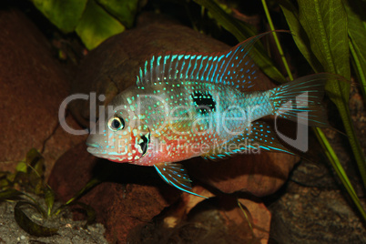 Mexikanischer Feuermaulbuntbarsch (Thorichthys ellioti) / Mexica