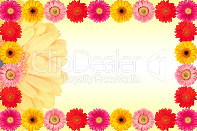 Gerbera Blüten Hintergrund