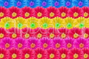 Muliticolor Blüten Hintergrund