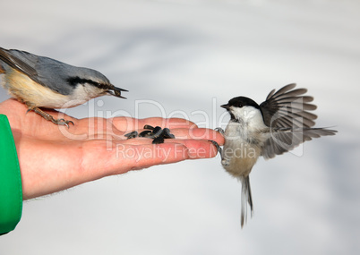 Birds on the hand