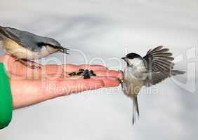 Birds on the hand