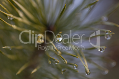 Water drop on pine-needle