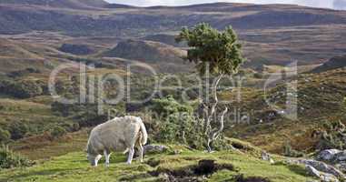 single sheep on hill in scotland