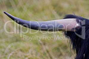 horn of scottish highland cattle