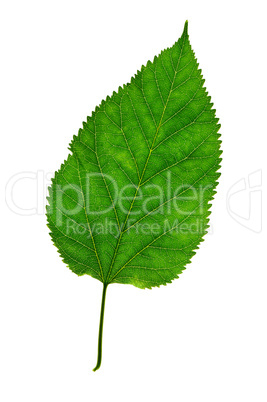 Leaf