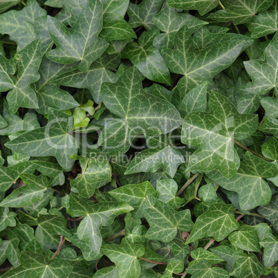 Ivy picture