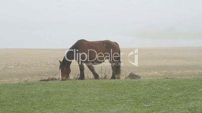caballos entre niebla 1